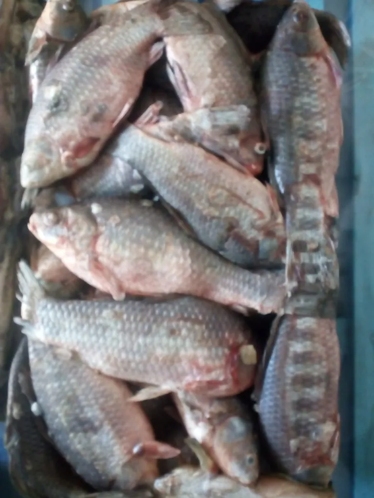 рыба для вялки и копчения свежемороженая в Невинномысске