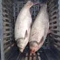 продаем оптом - живая рыба  в Ставрополе и Ставропольском крае