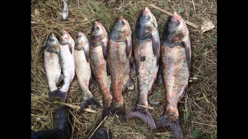 продаём свежую рыбу:  амур ,толстолобик в Ставрополе и Ставропольском крае