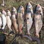 продаём свежую рыбу:  амур ,толстолобик в Ставрополе и Ставропольском крае