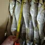 вяленная  рыба от производителя  в Ставрополе и Ставропольском крае 6